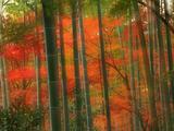 th_21878_Bamboo_Forest0_Arashiyama_Park6_Kyoto8_Japan_122_645lo.jpg